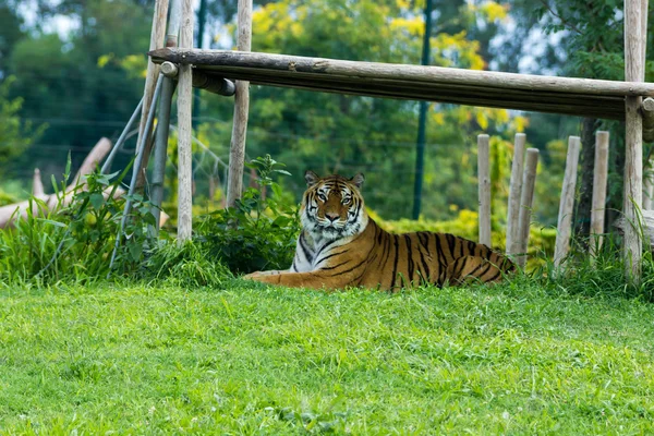 Tiger — Stock Photo, Image