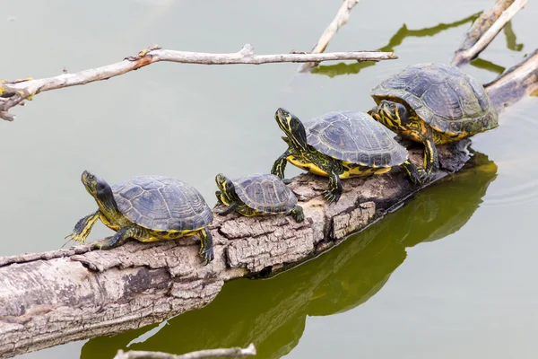 Sötvatten sköldpaddor — Stockfoto