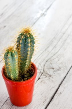 dikenli kaktüs bitki