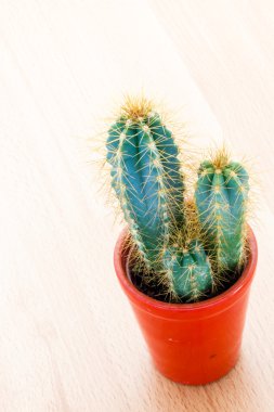 dikenli kaktüs bitki