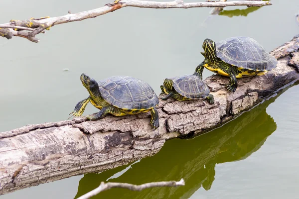 Freshwater turtles — Stock Photo, Image