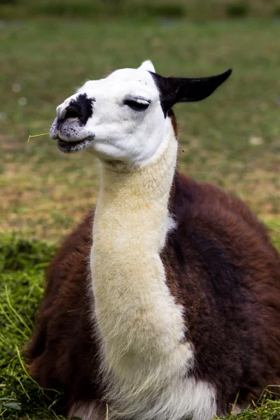 Lama — Stockfoto