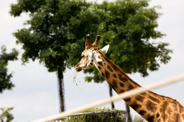 Giraffe — Stock Photo, Image