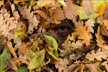 gizli bir görünüm