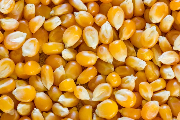 Kukurydzy na popcorn — Zdjęcie stockowe