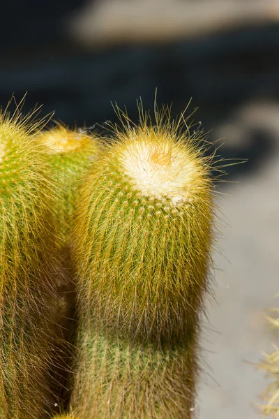 Composition des cactus — Photo