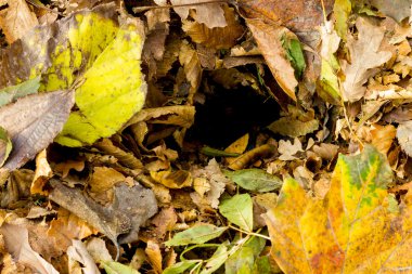 doku sonbahar yaprakları