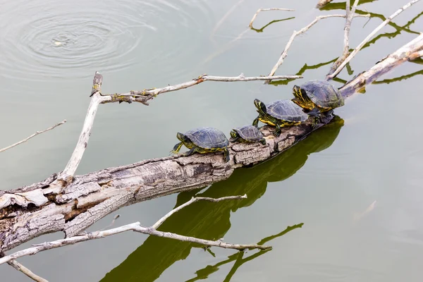 Fyra Freshwater sköldpaddor — Stockfoto