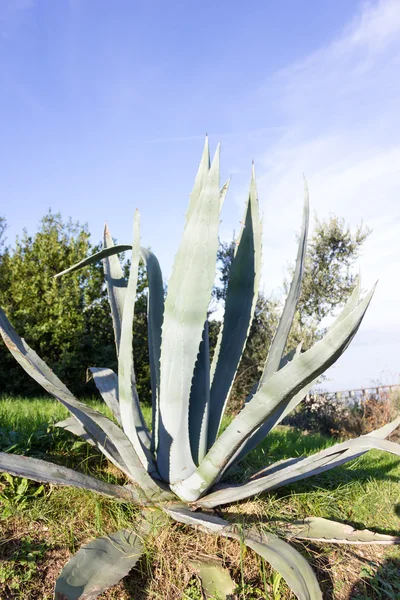 Planta Aloe verde saudável — Fotografia de Stock