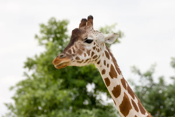 Beautifull żyrafa z bliska — Zdjęcie stockowe