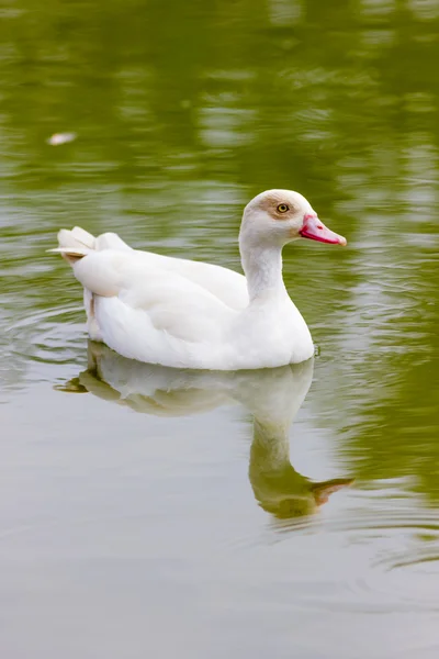 在水面上的白鸭 — 图库照片