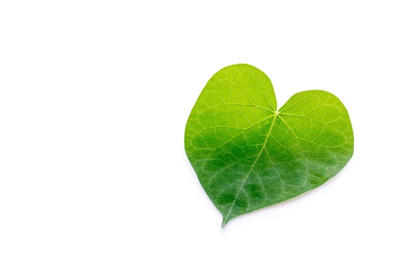 Gröna blad vit bakgrund — Stockfoto