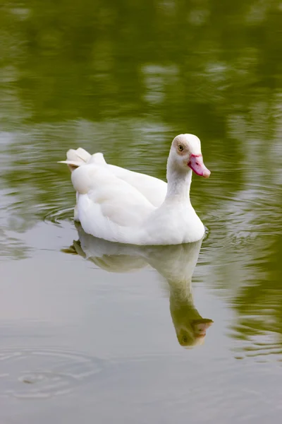 Schöne Peitschenente — Stockfoto