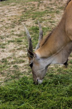 Güzel kahverengi Eland