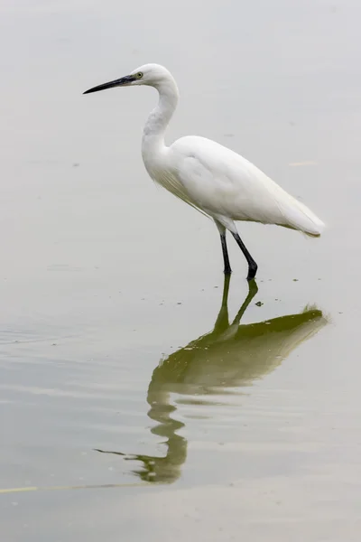 Belle aigrette blanche — Photo