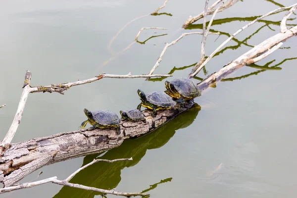 Четыре пресноводные черепахи — стоковое фото