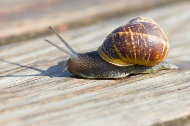 küçük güzel salyangoz