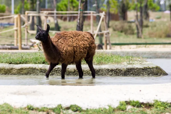 Vackra bruna Lama — Stockfoto