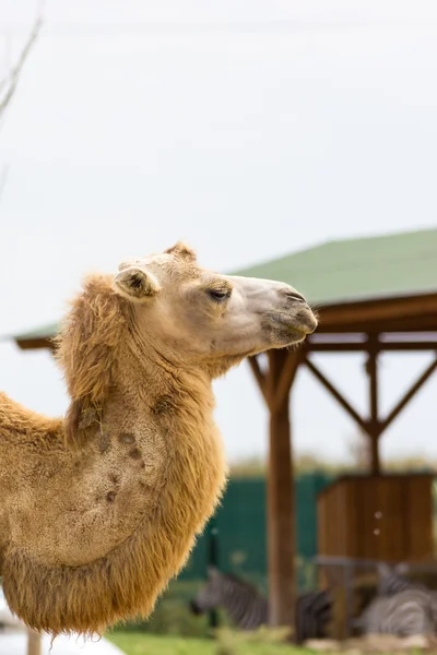 Beautifull великий коричневий Camel — стокове фото