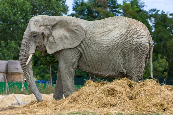 BeautyFULL velký slon — Stock fotografie