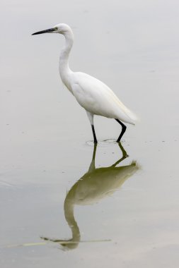 Beyaz ve güzel balıkçıl