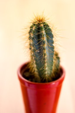 dikenli kaktüs bitki