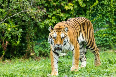 güzel kaplan bir hayvanat bahçesi