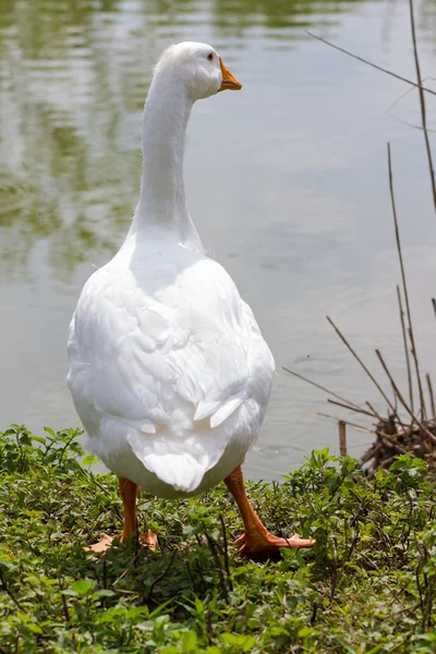 Gansos blancos desde atrás — Foto de Stock