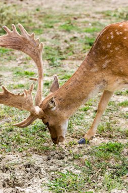 Bir hayvanat bahçesi güzel geyik