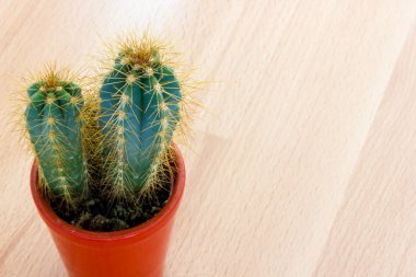 dikenli kaktüs bitki