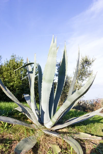 Beautifull Aloe plant — Stock Photo, Image