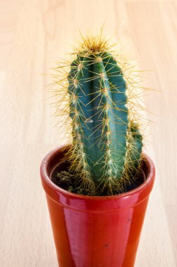 dikenli kaktüs bitki