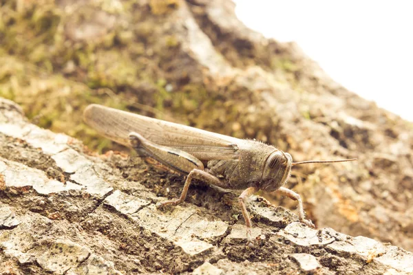 Grasshopper on a wood — Stock Photo, Image