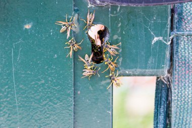 Eşekarısı bir kilit kapı yakınındaki