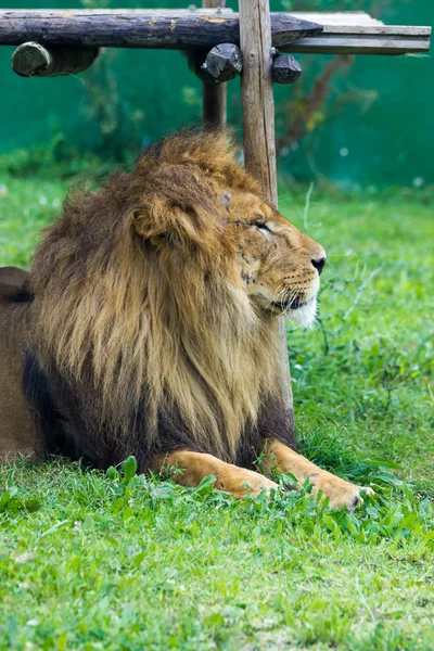 Beautiful brown Lion — Stock Photo, Image