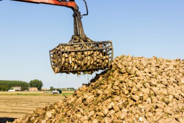 Pancar endüstriyel tarım