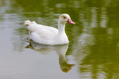 Ördekler görünümünü kapat