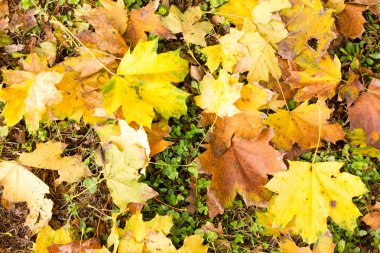 doku sonbahar yaprakları