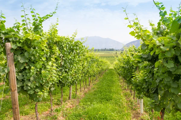 Vista verde de un viñedo — Foto de Stock