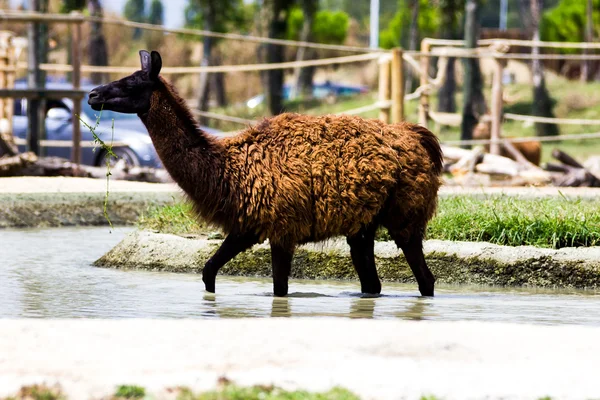 Красивий коричневий лама — стокове фото