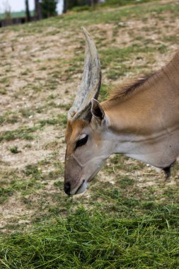 bir Eland closeup görünümü