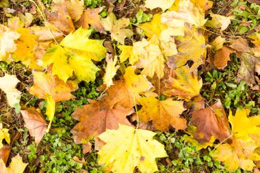doku sonbahar yaprakları
