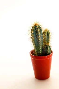 dikenli kaktüs bitki