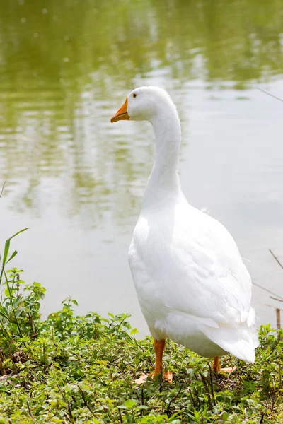 Gansos blancos cerca de un lago — Foto de Stock