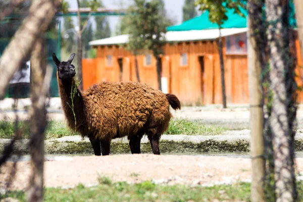 Vackra bruna Lama — Stockfoto