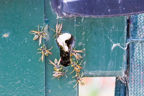 Guêpes dans une serrure — Photo