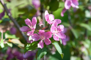 Elma ağacının bahar çiçekleri