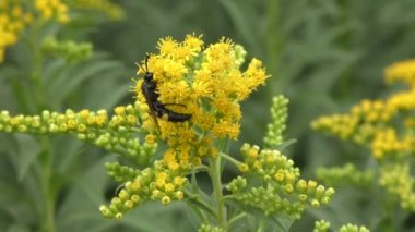 Böcek çiçek nektar toplar