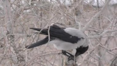 Kışın lunching Hoodie (Corvus cornix)