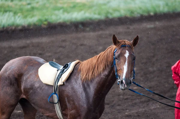 Caballo en el hipódromo — Foto de Stock